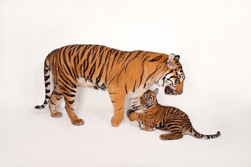 Family Time - một cặp mẹ con tê tê (Phataginus tricuspis) đang chơi đùa với nhau.