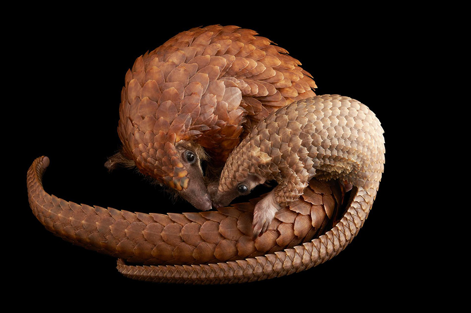 Slimy But Cute - Một cặp mẹ con hà mã lùn (Choeropsis liberiensis) đang âu yếm nhau chăng?