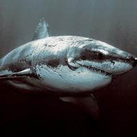 Lần đầu tiên trong lịch sử ghi lại được cảnh cá mập đang ngủ