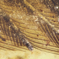Tìm thấy hóa thạch lông chim 99 triệu năm tuổi bao bọc trong hổ phách