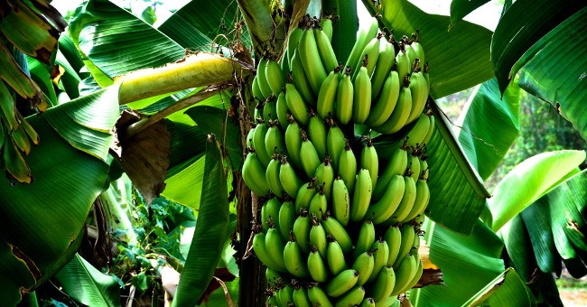 Vì sao quả chuối lại cong?