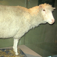 Ngày 5/7: Cừu Dolly, con thú được nhân bản vô tính đầu tiên trên thế giới ra đời