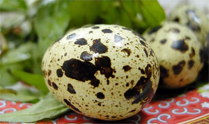 Muốn sống lâu, mỗi ngày nên ăn 5-6 trứng cút