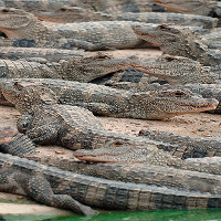 Gần 100 con cá sấu sổng chuồng trong mưa lũ ở Trung Quốc