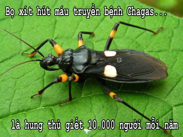 Giật mình về các nguyên nhân khiến con người chết oan