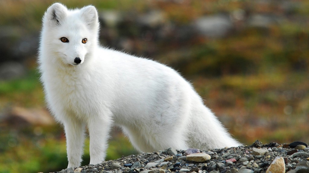 Cáo Bắc Cực - Loài Vật Xinh Đẹp Ăn Phân Chính Mình - Khoahoc.Tv