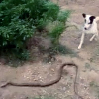 Video: Đôi chó hợp sức cắn đứt đôi rắn 1,5 mét để cứu chủ
