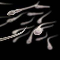 Những điều bất ngờ thú vị bạn chưa từng biết về tinh trùng