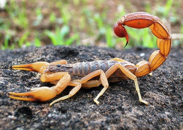Đôi điều thú vị về bọ cạp