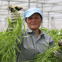 Làm nông nhàn hơn nhờ công nghệ nhà kính