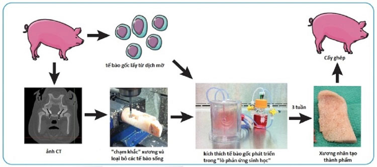 Xương nhân tạo từ tế bào lợn có thể cấy ghép cho người