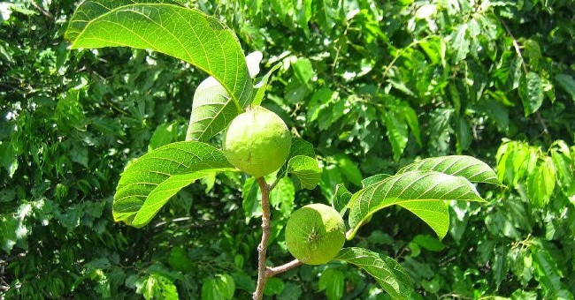 Khiếp sợ loài cây độc giết người trong 7 bước đi của Việt Nam