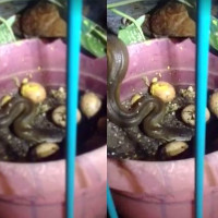 Video: Bắt gặp rắn hoang trộm trứng, gà mẹ mổ tới tấp