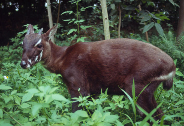 Được mệnh danh Kỳ Lân châu Á, Sao La là một trong những loài thú quý hiếm nhất trên thế giới.