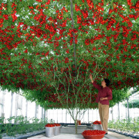 Giống cà chua "cực mắn" cho ra hàng chục ngàn quả một cây
