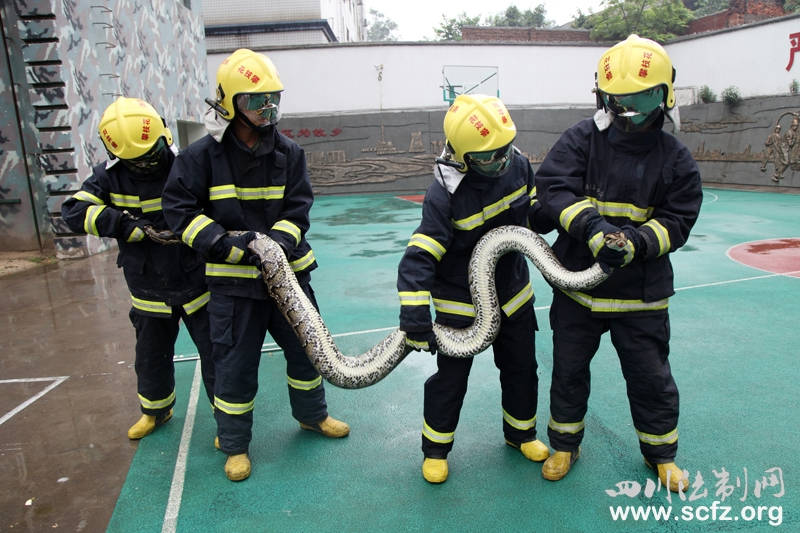 The python weighed 50 kg and measured 4.2 m long and was captured.