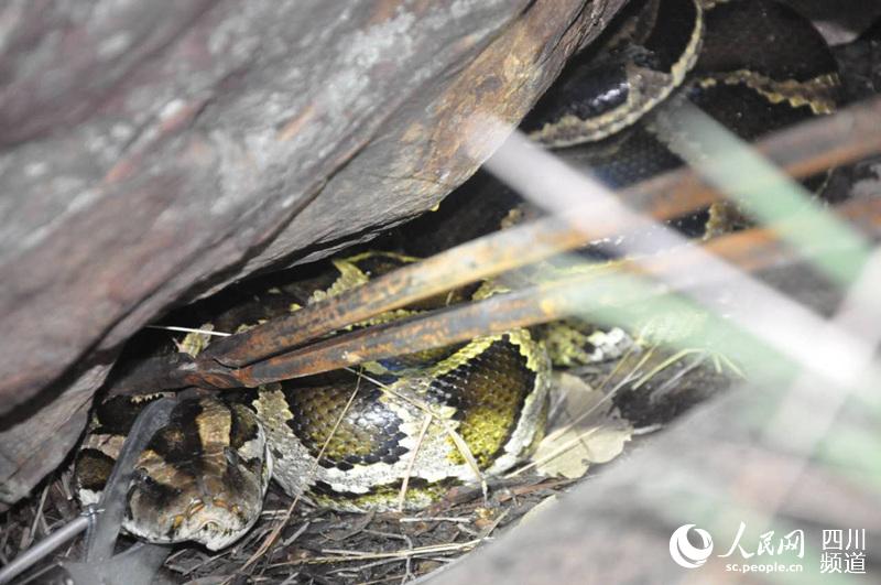 According to experts, the captured animal belongs to the Python molurus bivittatus breed, one of the six largest breeds of pythons in the world.