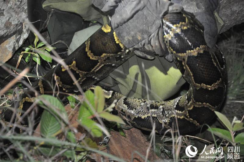 Esta especie también se encuentra en la lista de especies en peligro de extinción y protegida a nivel nacional.