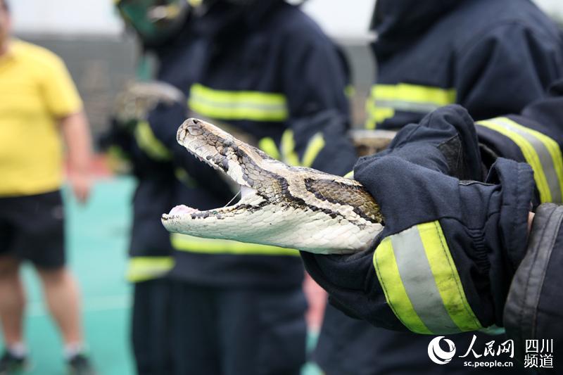 Police warn that pythons may appear more frequently in summer.