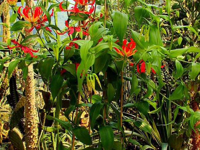 Sợ hãi loài hoa ngót nghẻo kịch độc ở Việt Nam