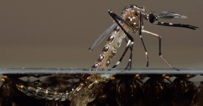 6 phát minh hậu cừu nhân bản Dolly