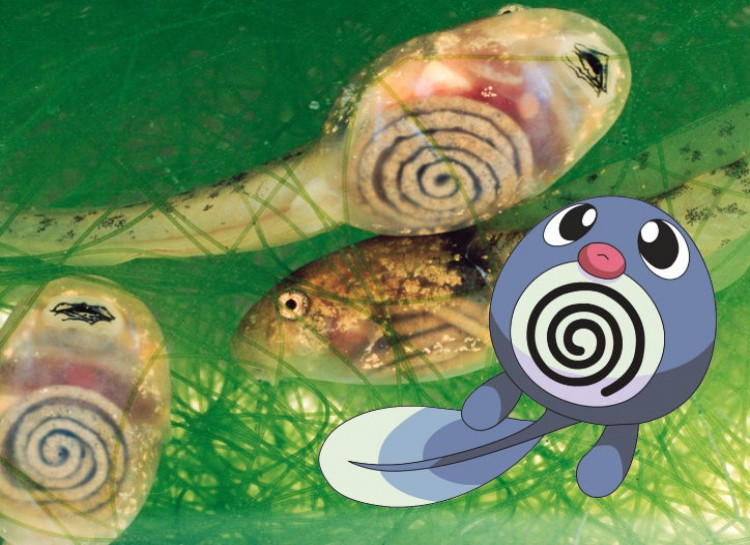 16 điều ít biết về Pokemon