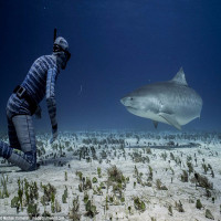 Áo lặn tàng hình: Đi bơi gặp cá mập... chẳng phải sợ!