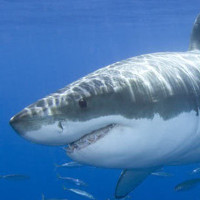 Đây là lí do tại sao bạn không bao giờ thấy cá mập trắng trong bảo tàng hải dương học