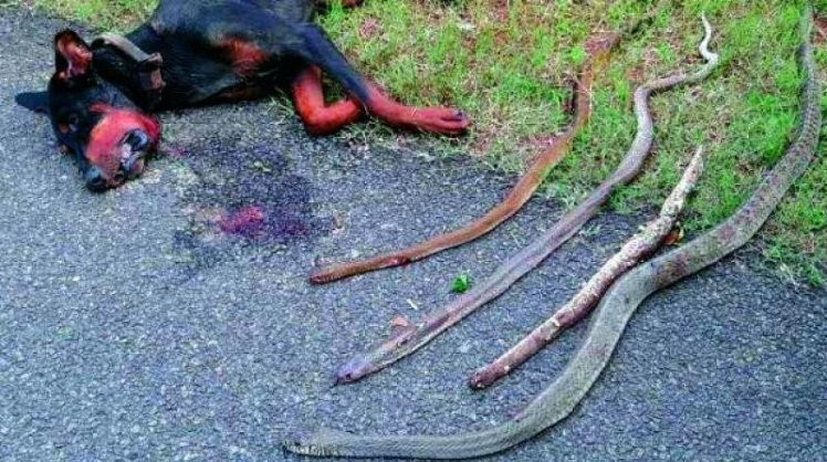 Chú chó một mình tiêu diệt 4 con rắn hổ mang và không qua khỏi do những vết cắn chết người của chúng