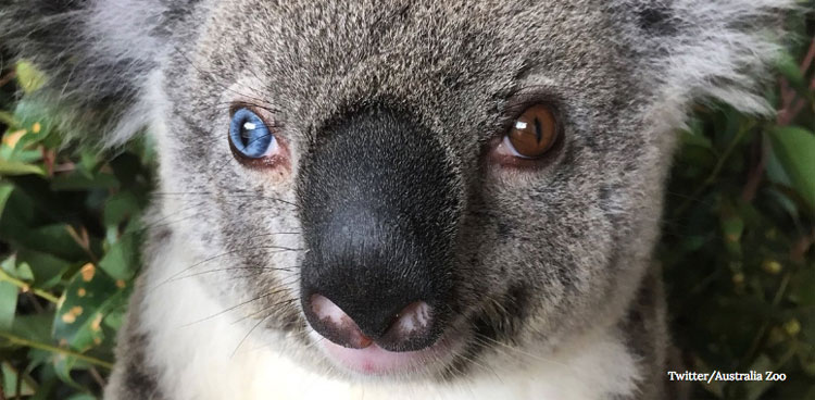 Bowie có hai màu mắt xanh dương và nâu vô cùng hiếm gặp. 