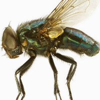 Loài ruồi đáng ghét và nguy hiểm hơn bạn tưởng rất nhiều