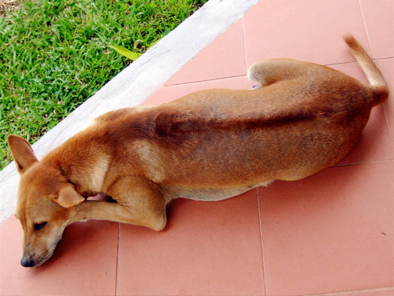 Xoáy trên lưng ở chó Phú Quốc