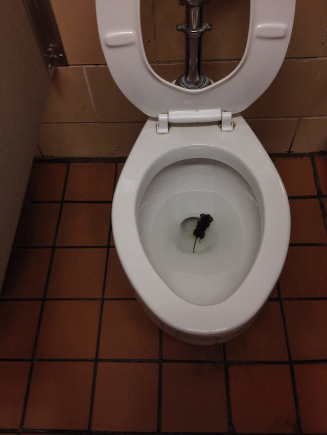 Chuột đột nhập vào nhà qua toilet như thế nào?