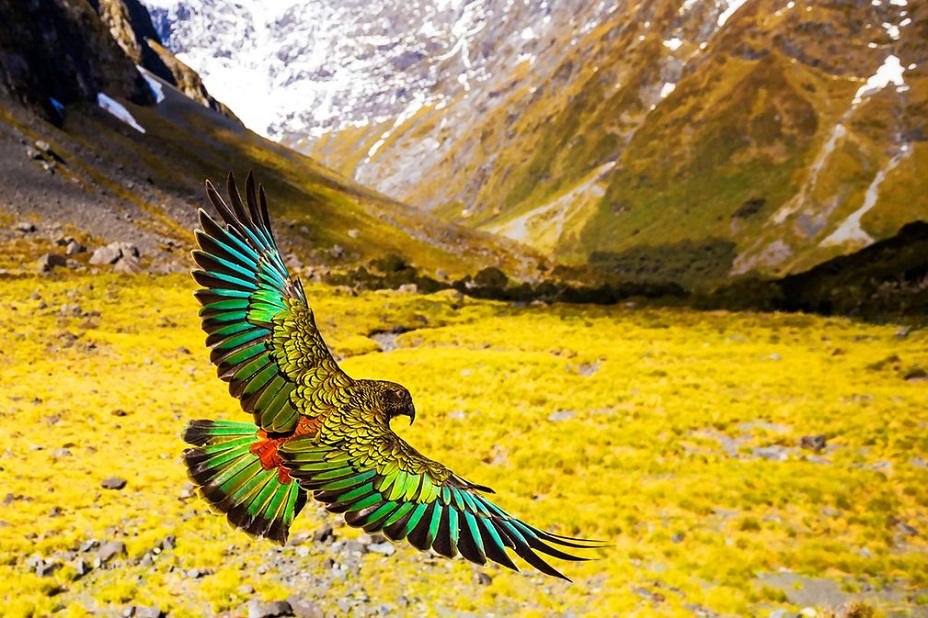 Các loài động vật quý hiếm ở New Zealand
