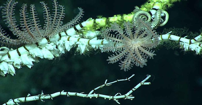 Phát hiện loạt sinh vật kỳ dị ở vực thẳm sâu nhất Trái Đất