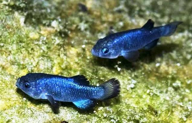 Loài cá Devils Hole pupfish.