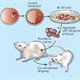 Ngày 23/7: Vắc-xin biến đổi gen được phê duyệt, ca nhân bản chuột đầu tiên trên thế giới