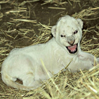 Sư tử trắng quý hiếm ra đời ở Mỹ