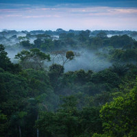 Cần 300 năm để hoàn thành thống kê thực vật rừng Amazon