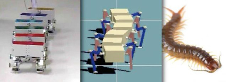 Phát triển robot nhiều chân lấy cảm hứng từ loài rết