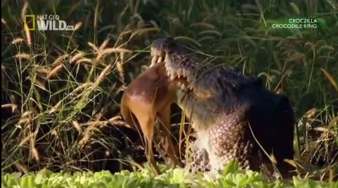 Số phận con mồi khi rơi vào hàm cá sấu khổng lồ miền bắc Úc hoàn toàn bị định đoạt.