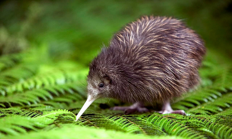 New Zealand sẽ giết toàn bộ động vật ăn thịt