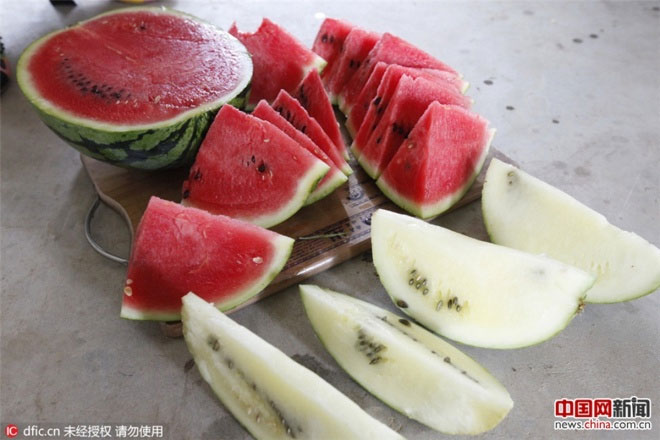Dưa hấu Trung Quốc nảy như bóng cao su khi ném