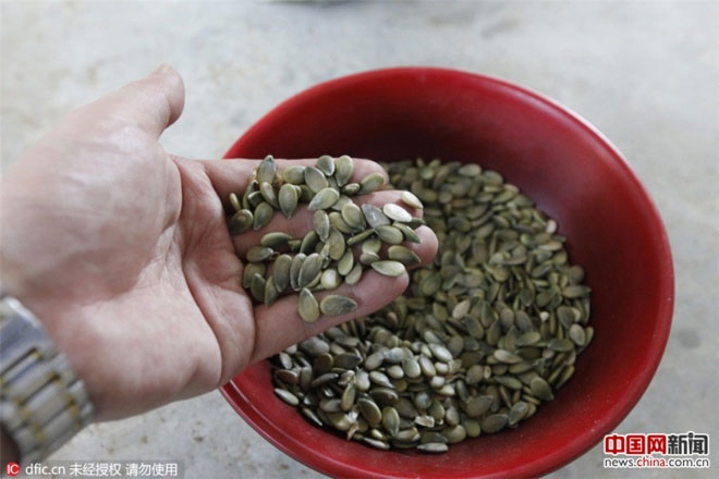 Dưa hấu Trung Quốc nảy như bóng cao su khi ném