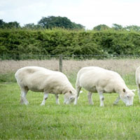 Hé lộ số phận của 4 con cừu Dolly nhân bản vô tính