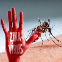 Bỉ ghi nhận 32 trường hợp nhiễm virus Zika