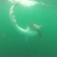 Video: Cá mập hổ nặng gần nửa tấn diệt gọn cá mập đầu búa dài hơn 2 mét