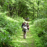 Shinrin-yoku: Cách người Nhật dùng thiên nhiên chữa bệnh