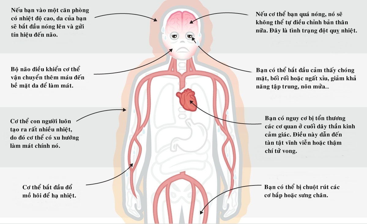 Điều gì xảy ra với cơ thể khi thời tiết quá nóng