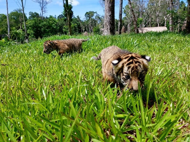 Hai cặp hổ con Bengal ra đời tại Vinpearl Safari Phú Quốc